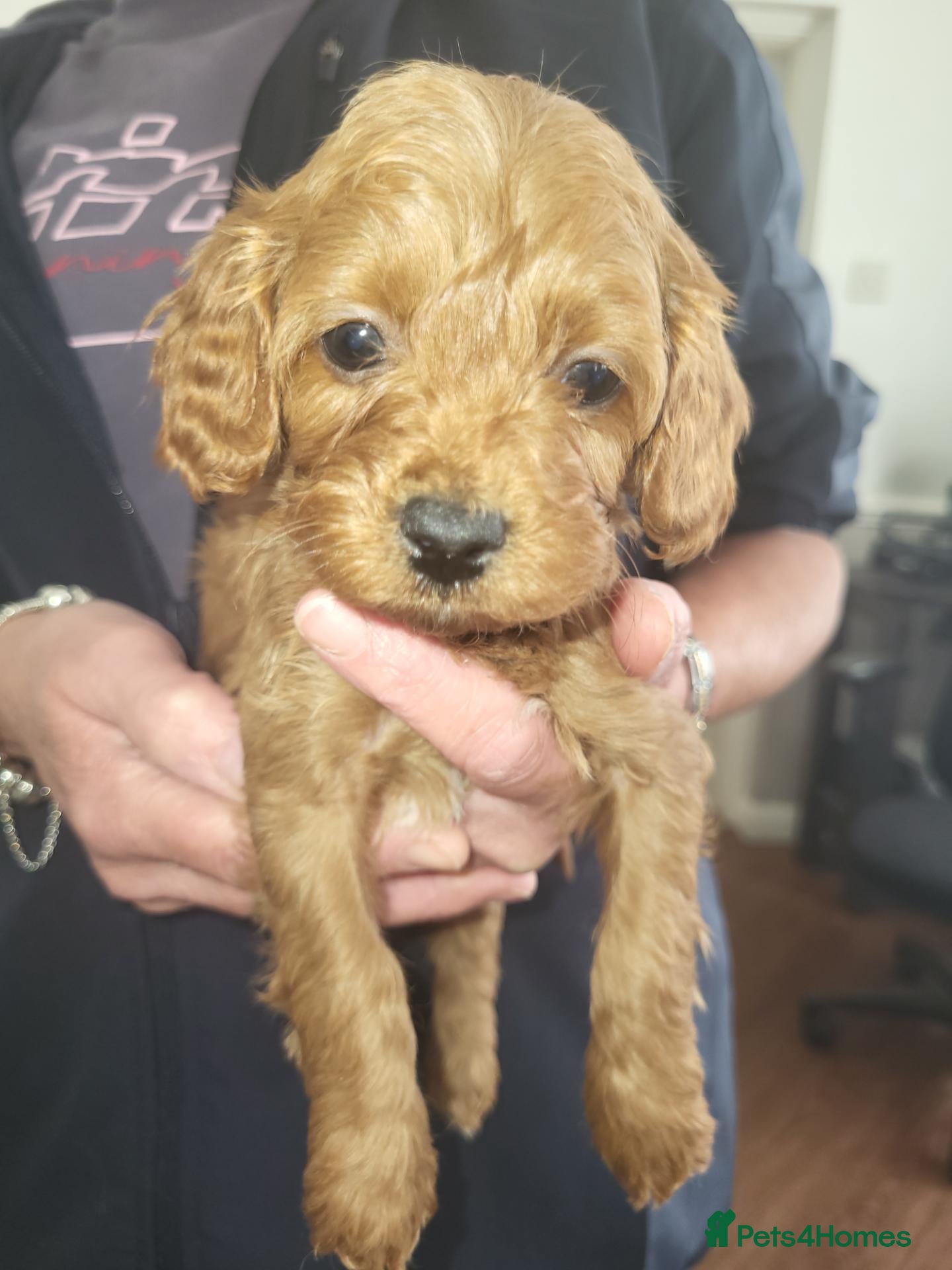 Cavapoo dogs Cavapoo puppies for sale  - Advert 1