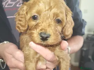 Cavapoo dogs Cavapoo puppies for sale - Advert 1