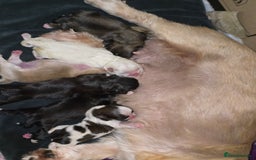 Shih Tzu dogs for sale: Shih tzu puppies  - Image 1