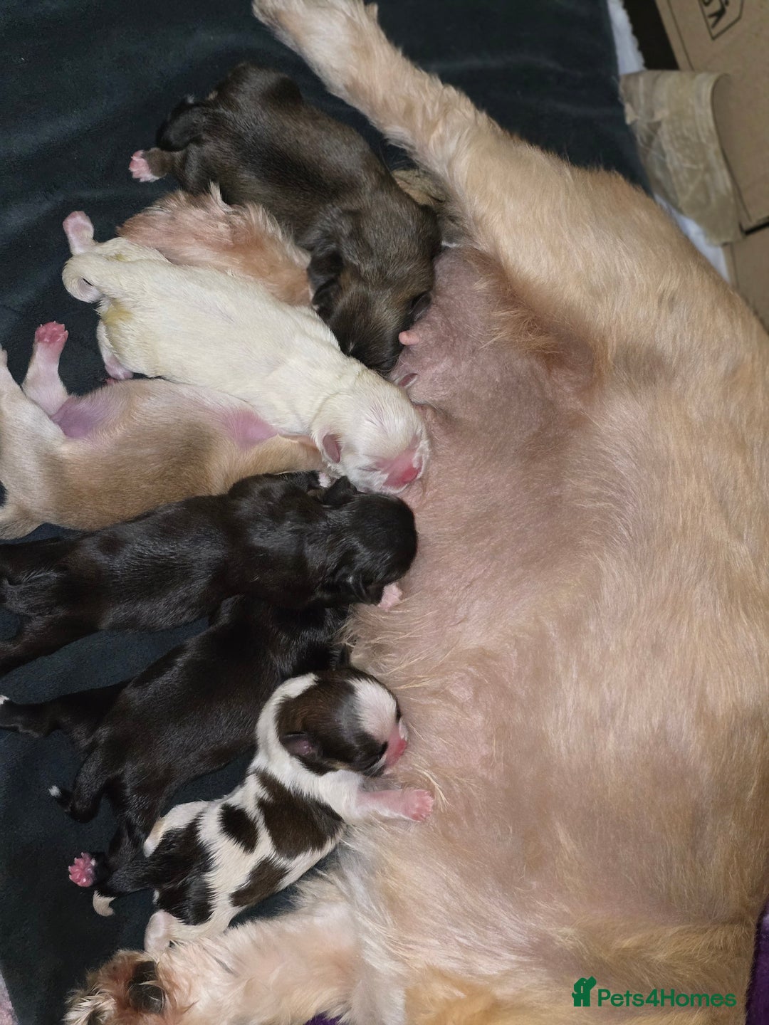 Shih Tzu dogs for sale: Shih tzu puppies  - Image 1