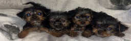 Yorkshire Terrier dogs for sale: Yorkshire Terrier Puppies  - Advert 5