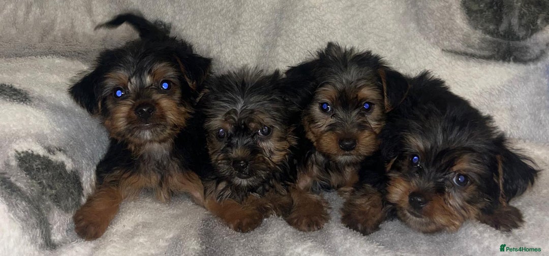 Yorkshire Terrier dogs for sale: Yorkshire Terrier Puppies  - Advert 5