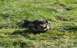 Miniature Dachshund dogs for sale: Miniature dachshund puppies  - Image 1