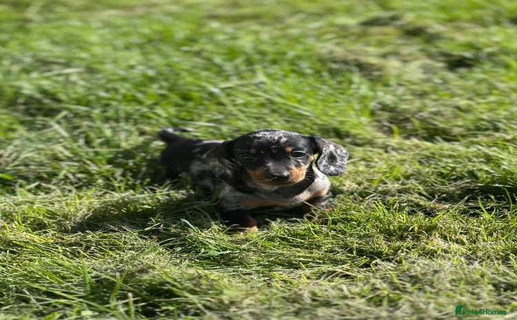 Miniature Dachshund dogs - Advert 7