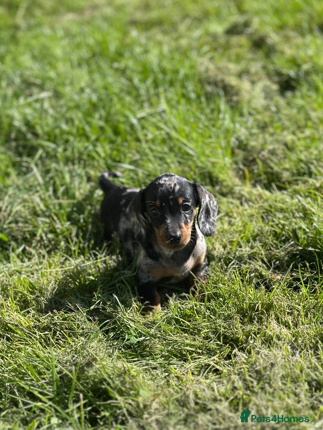 Miniature Dachshund dogs for sale: Miniature dachshund puppies  - Image 1