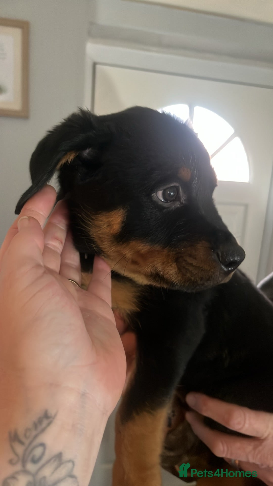 Rottweiler dogs for sale: One Female Rottweiler left from a litter of 8 - Advert 4