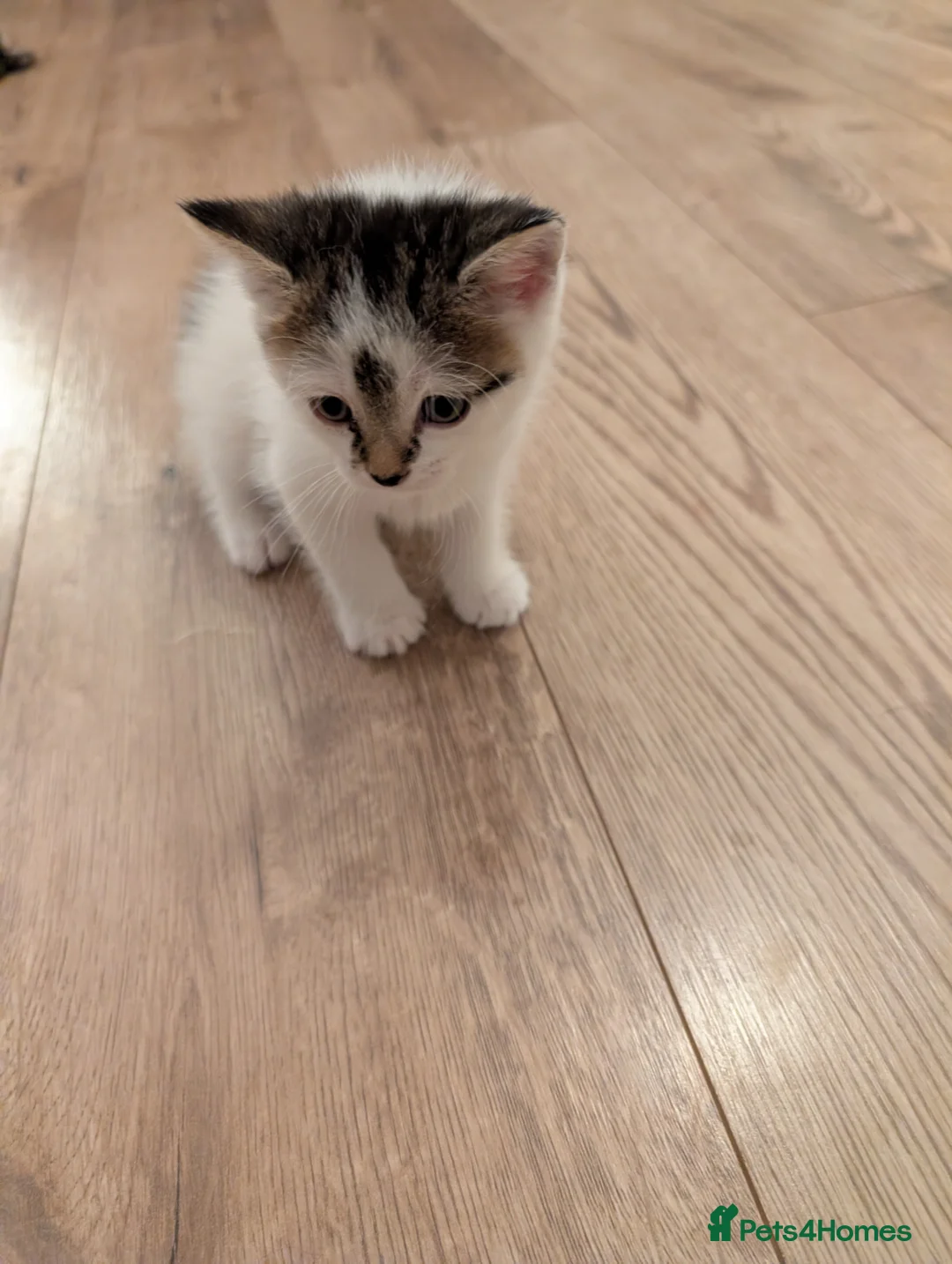 Mixed Breed cats for sale: Five Beautiful Female Kittens in Oxford - Advert 2