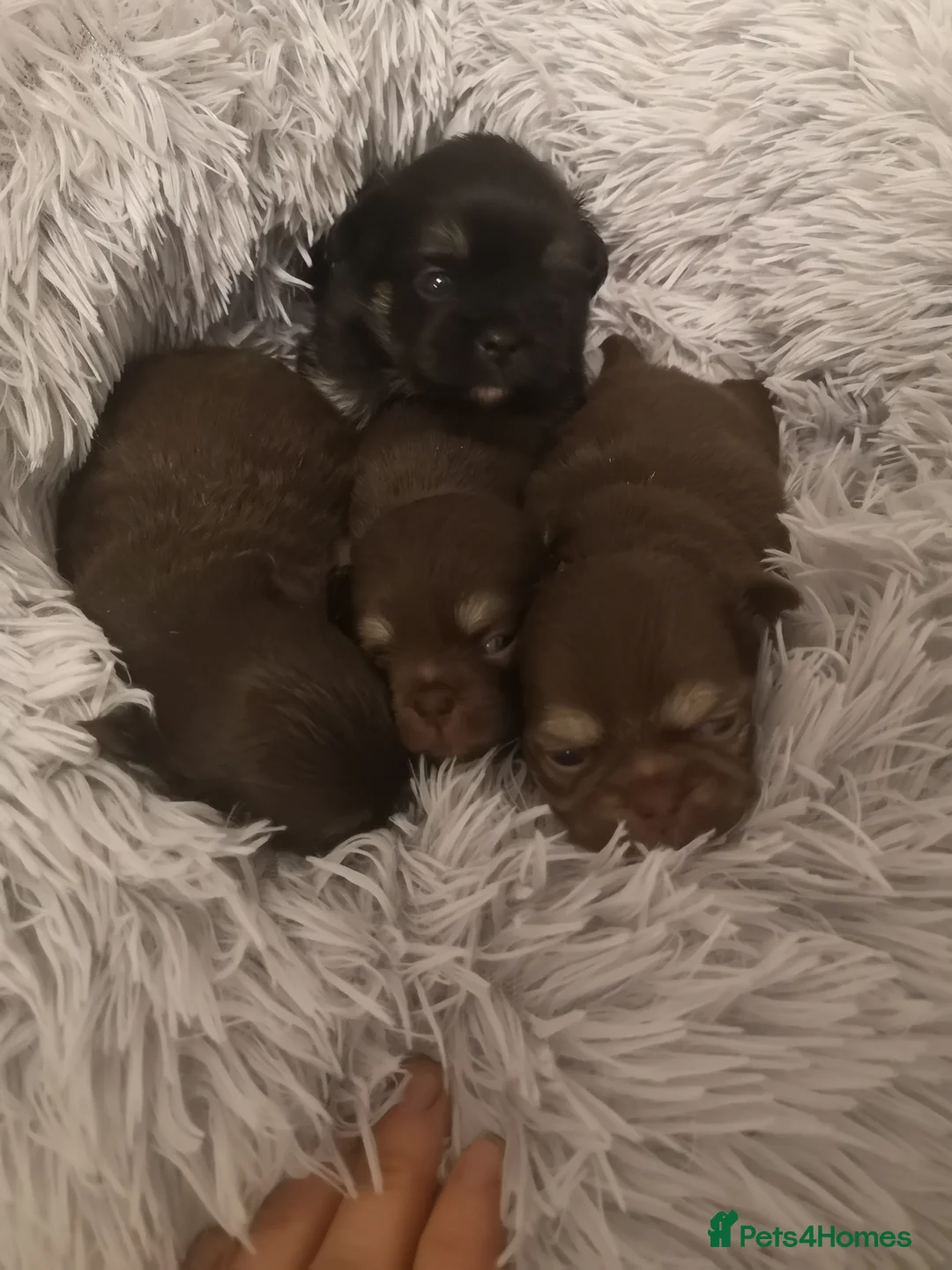 Chihuahua dogs for sale: Long haired chihuahua puppies - Advert 1