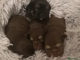 Chihuahua dogs Long haired chihuahua puppies - Advert 1