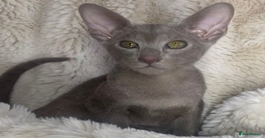 Oriental cats Oriental kittens  - Advert 4