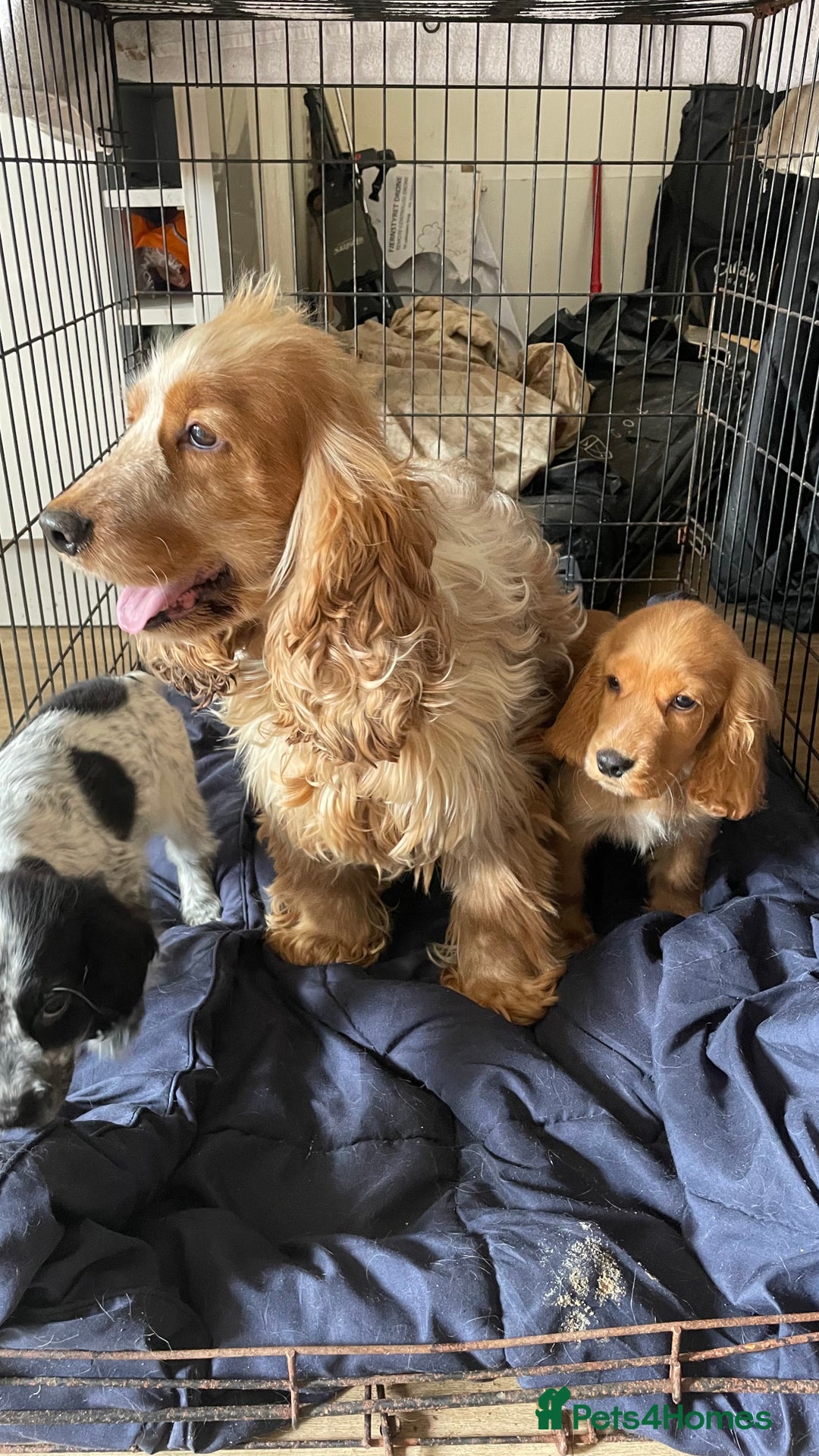Cocker Spaniel dogs for sale: Gorgeous Golden Cocker Spaniel Puppy Boy - Image 5