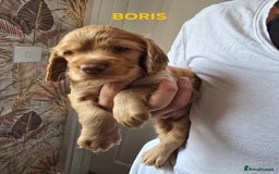 Cocker Spaniel dogs for sale: Beautiful cocker spaniels  - Image 4