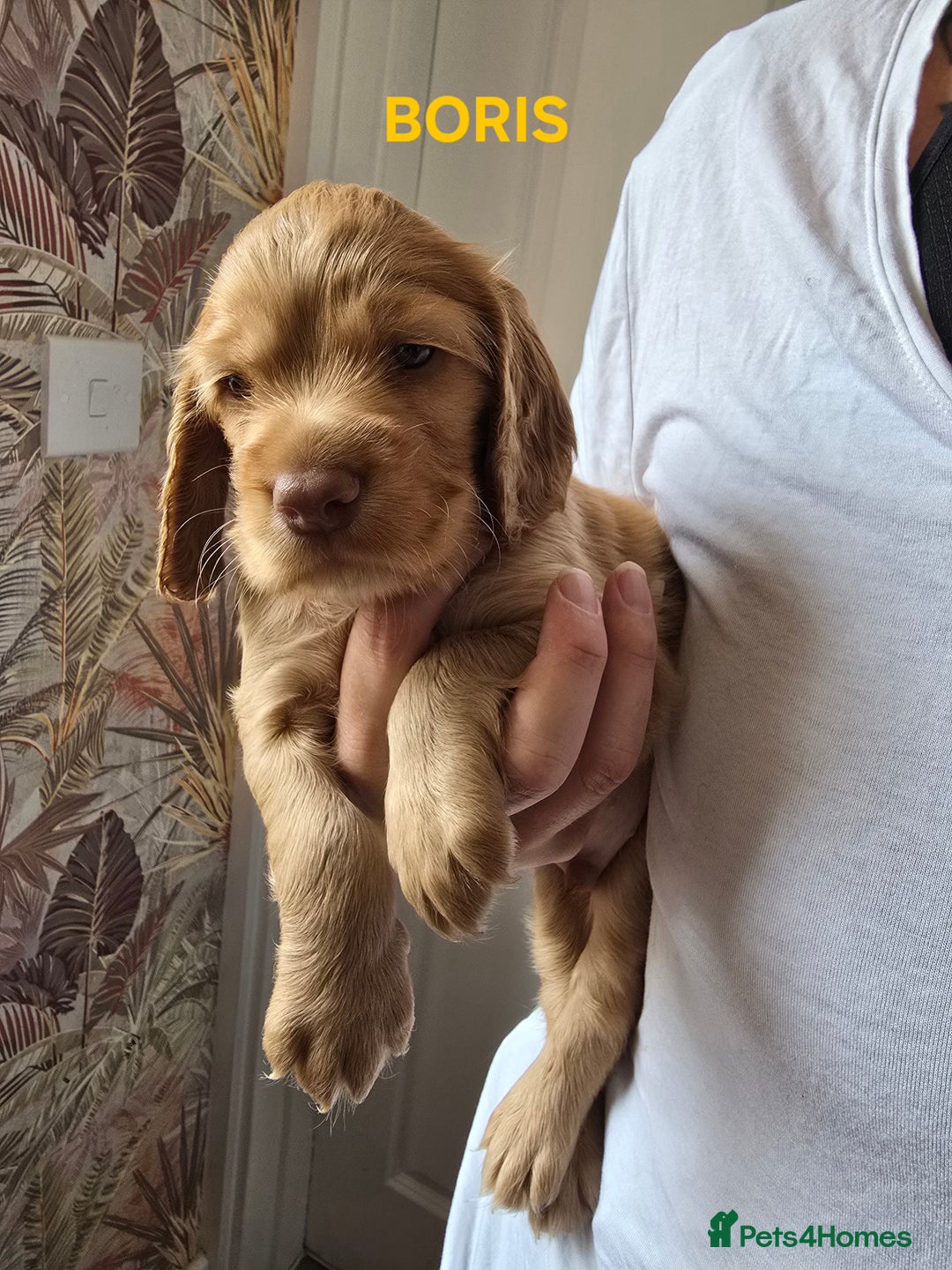 Cocker Spaniel dogs for sale: Beautiful cocker spaniels  - Image 4