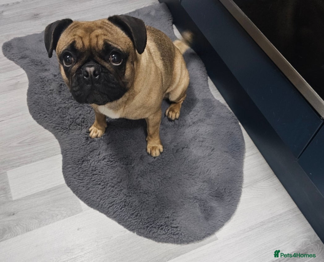 Frug dogs Beautiful frug  in Bilston - Advert 2