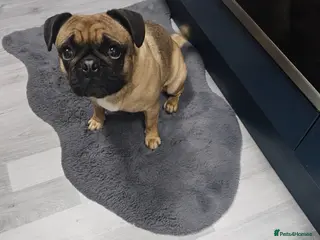 Frug dogs Beautiful frug in Bilston - Advert 2