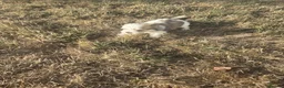 Mixed Breed dogs for sale: Jack Russel X Maltese  in Ellesmere Port - Advert 2