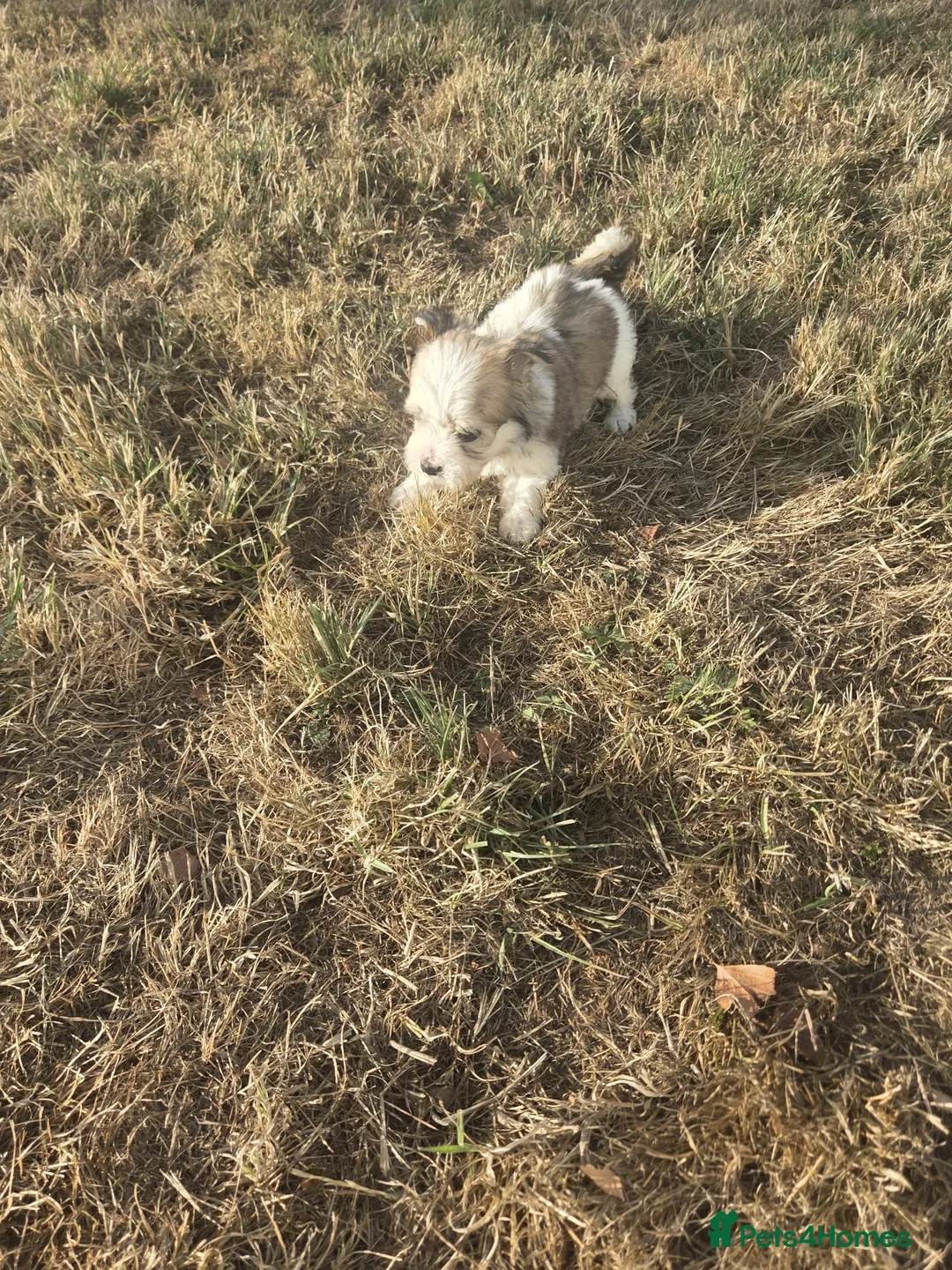 Mixed Breed dogs for sale: Jack Russel X Maltese  in Ellesmere Port - Advert 2