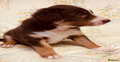 Border Collie dogs - Advert 12