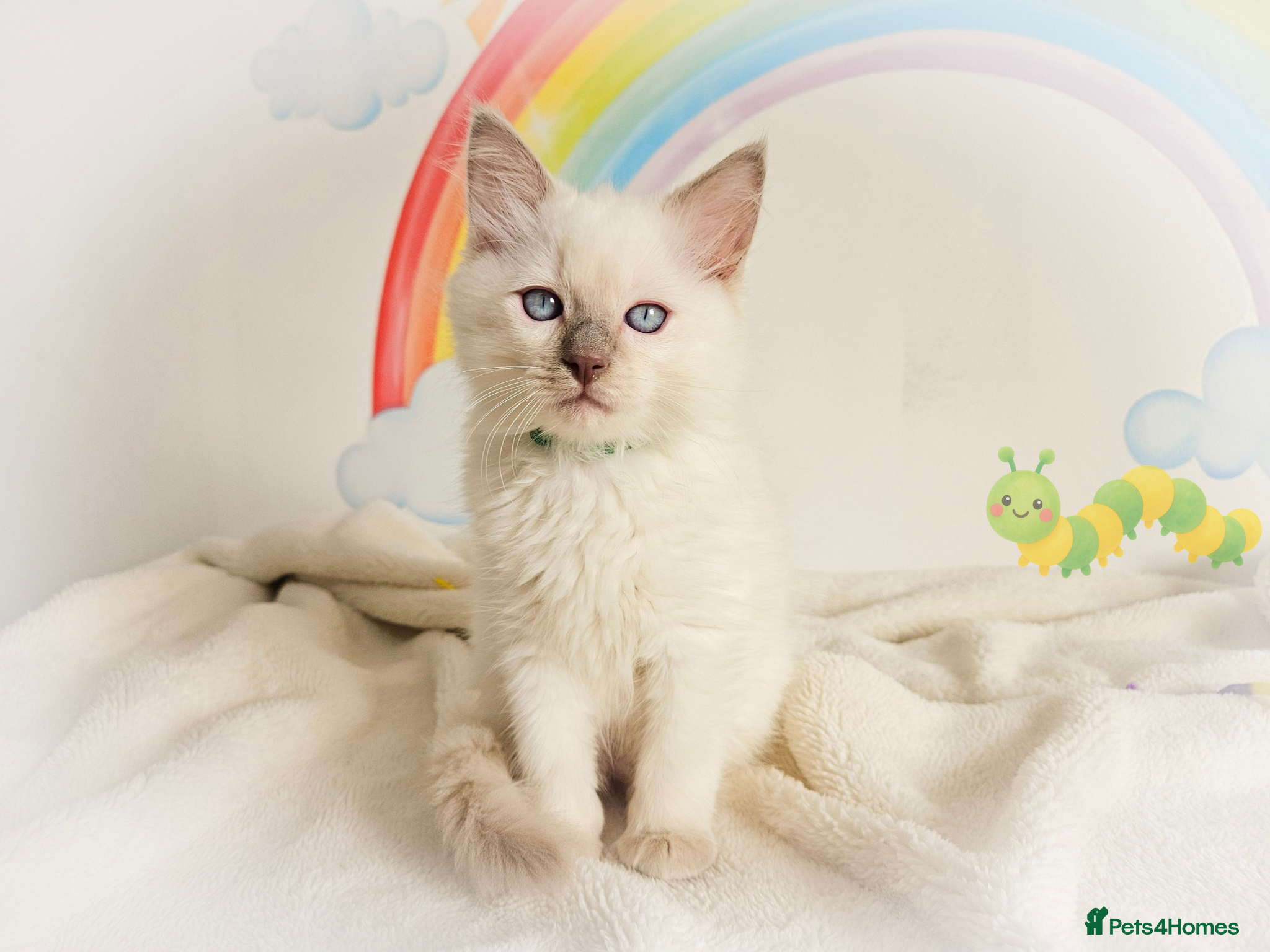 Ragdoll cats GCCF Show-Line Ragdolls - Fully Vacc & Ready Now - Advert 1