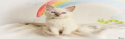Ragdoll cats for sale: GCCF Registered Ragdoll Kittens - Advert 23