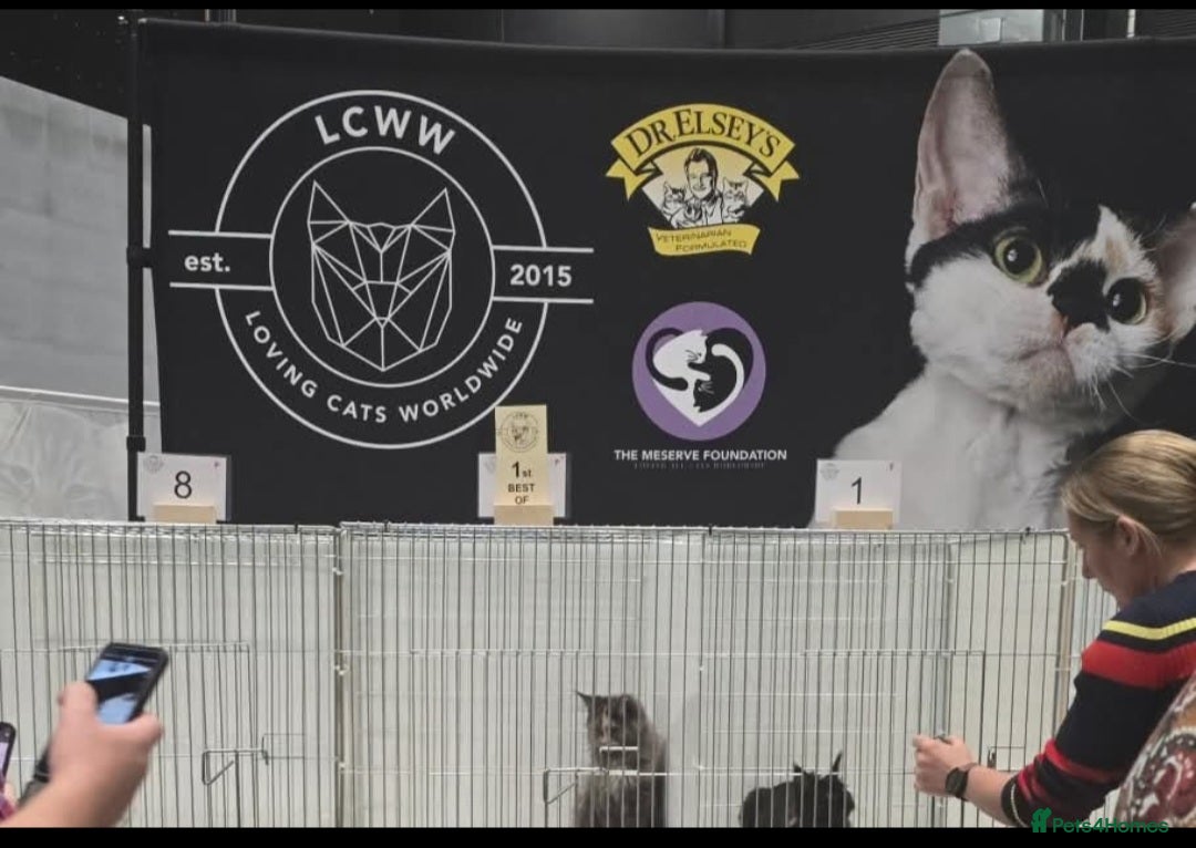 Maine Coon cats for sale: Female tica active queen - Advert 6