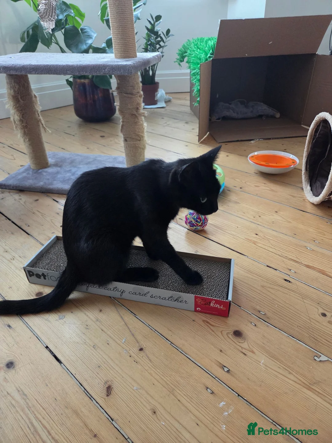 Domestic Shorthair cats for sale: Very Affectionate Girl Looking for a Loving Home - Advert 2