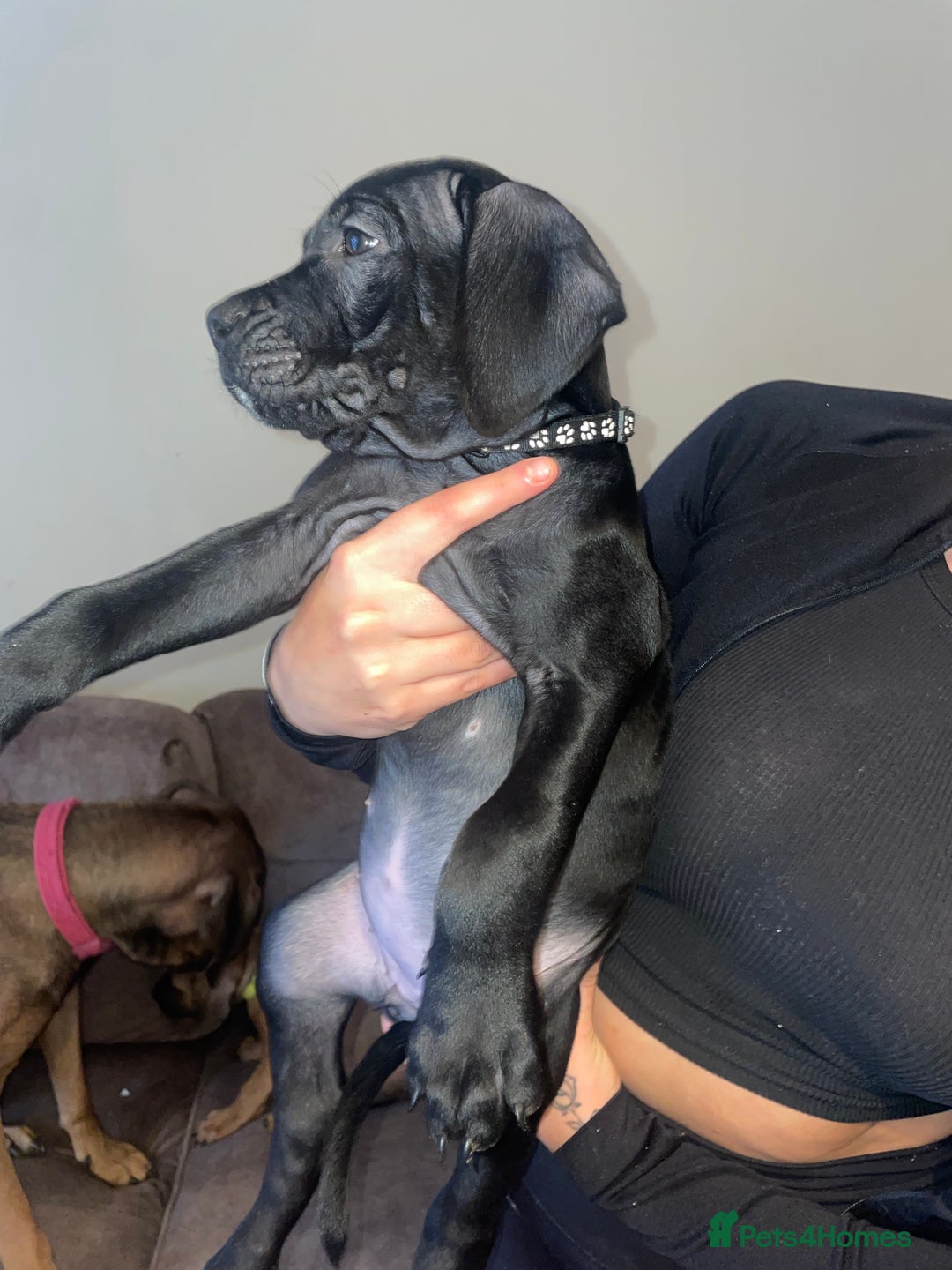 Cane Corso dogs for sale: 9 week old cane corso puppies for sale - Image 2