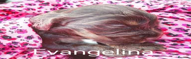 Evangelina