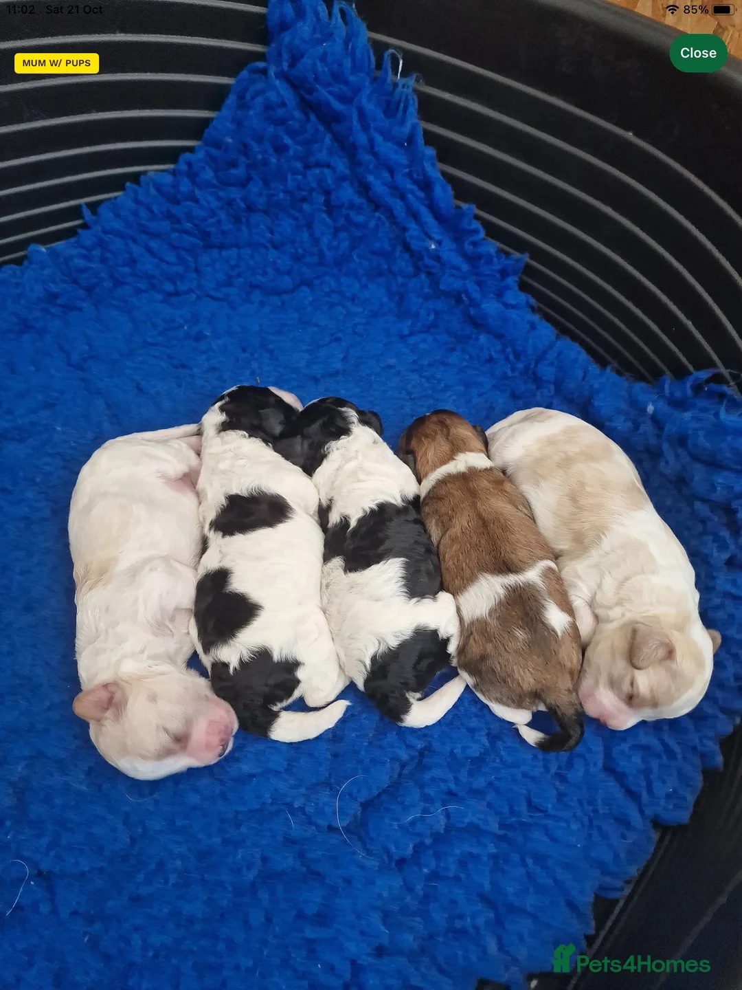 Toy Poodle dogs for stud: Gorgeous Black & White parti toy poodle in Saint Neots - Advert 7