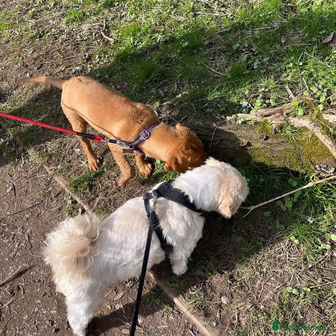 Labrador Retriever dogs for sale: Beautiful Labrador Bella 6 months old  - Image 7