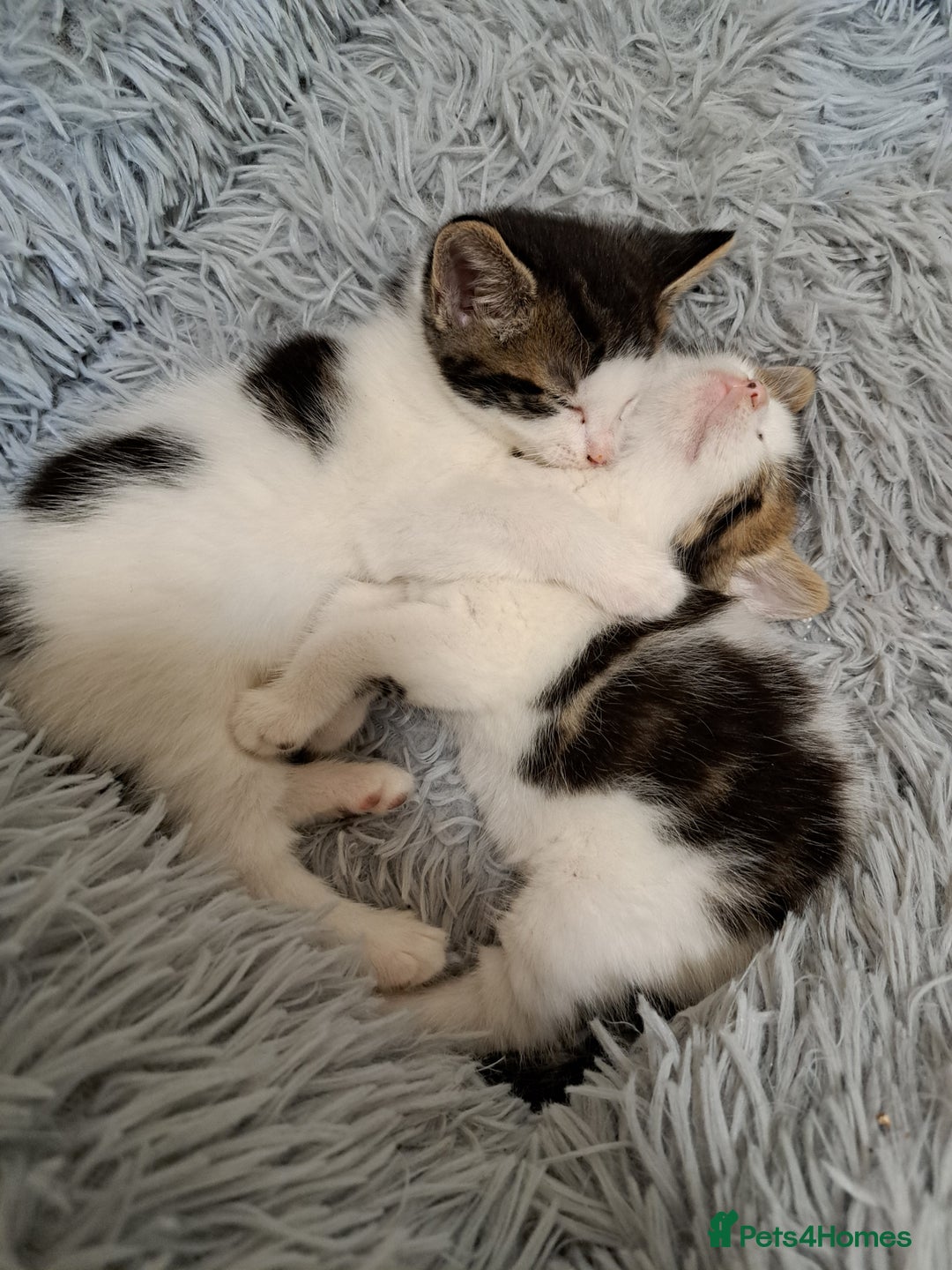 British Shorthair cats for sale: 2 brothers ready for there new journeys  - Advert 2