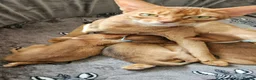 Abyssinian cats for sale: Abyssinian kittens for sale - Advert 14