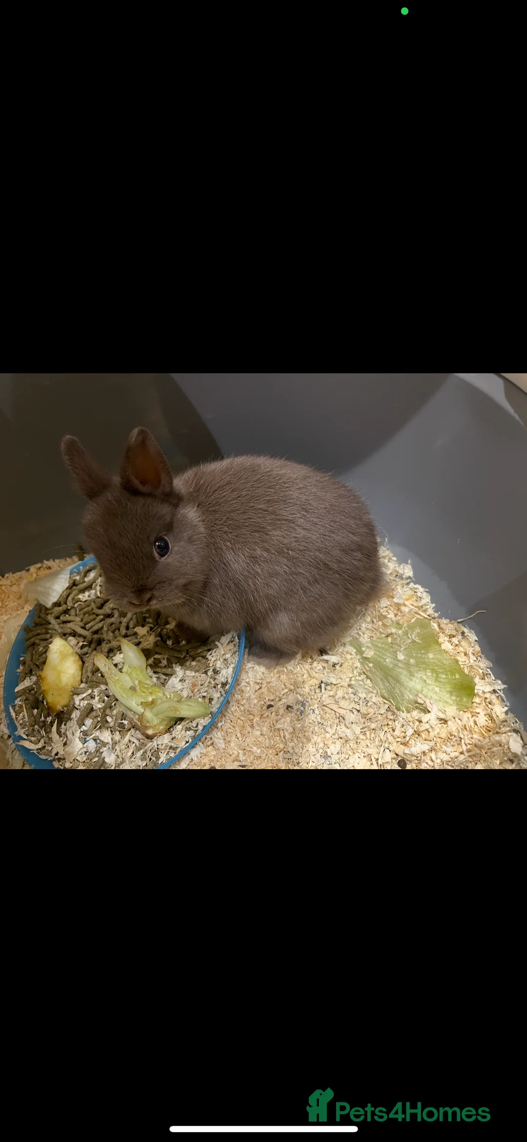 Netherland Dwarf rabbits for sale: Pure Netherland Dwarf - Advert 2