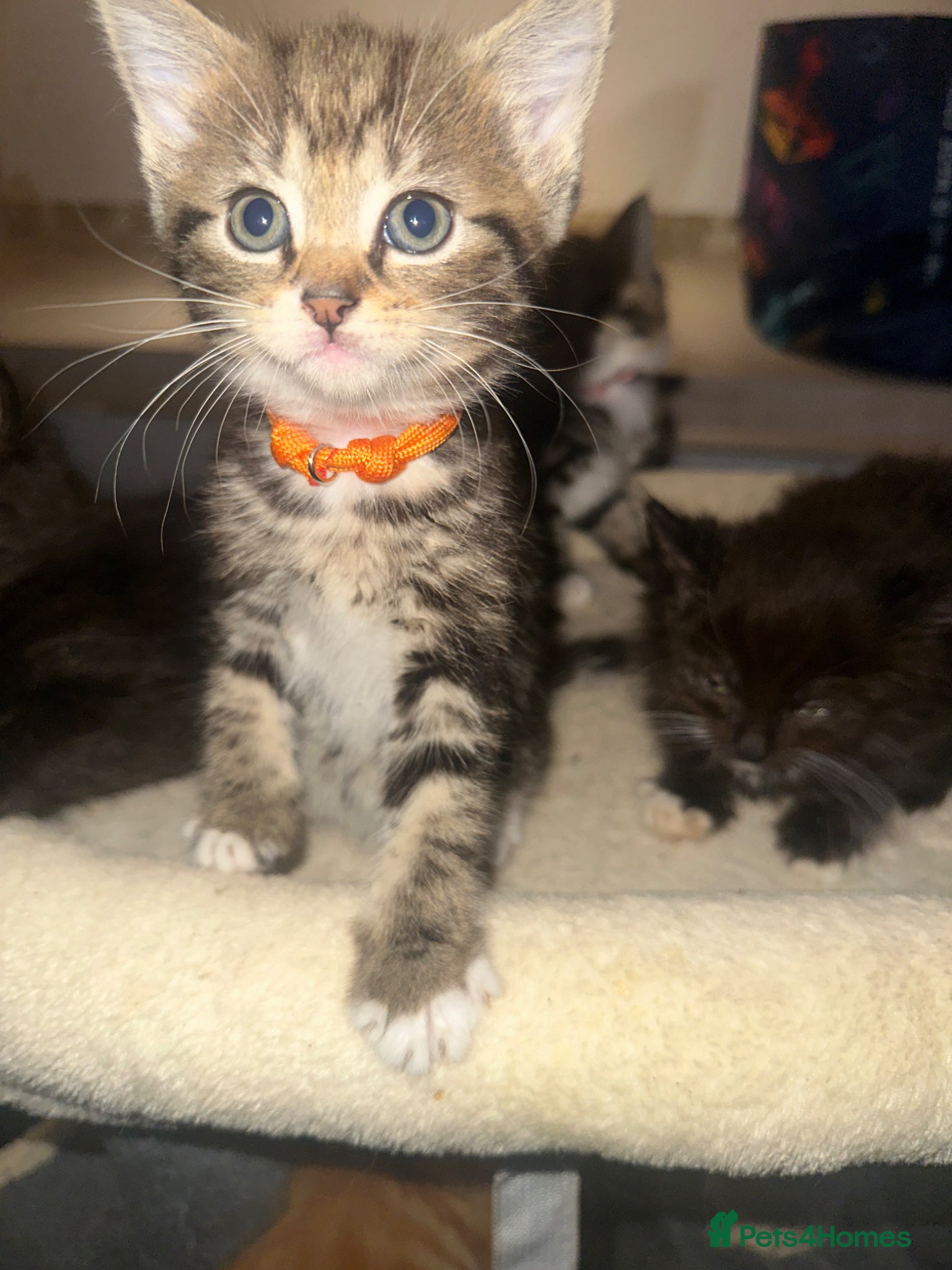 Mixed Breed Kitten 4