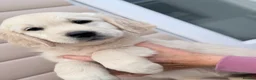 Golden Retriever dogs for sale: Golden retrievers - Advert 4