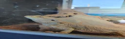 Bearded Dragon reptiles for sale: Bearded dragon for sale - Advert 4