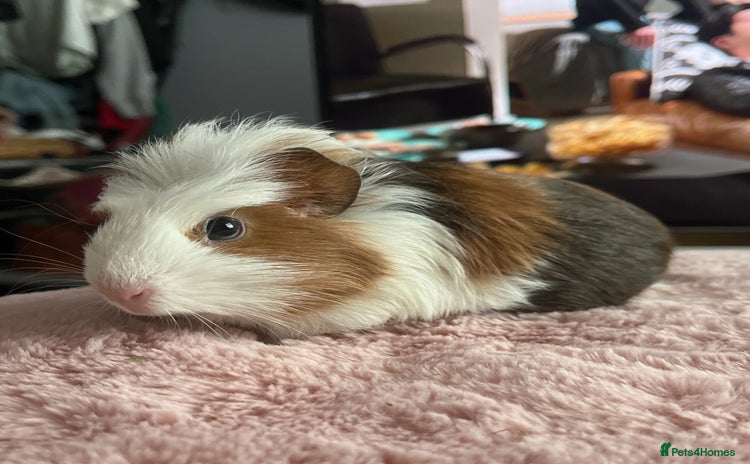 Guinea Pig rodents - Advert 7
