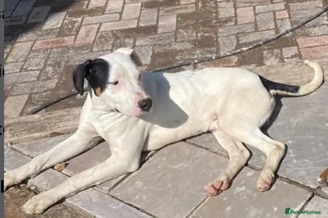 Mixed Breed dogs for adoption: Meet Lefty&Bullseye, residing in Merseyside  in Middlewich - Advert 4