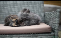 Mini Lion Lop rabbits for sale: Mini lion lops  - Image 1