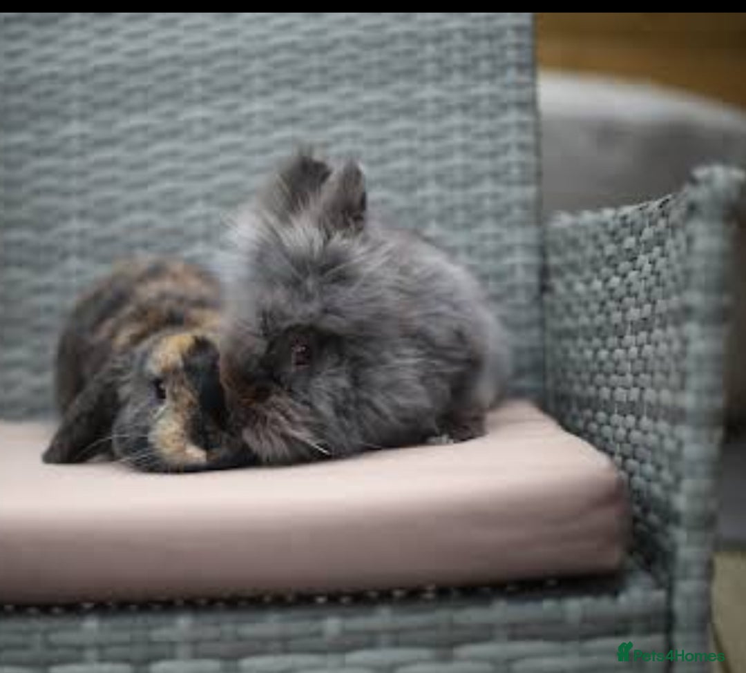 Mini Lion Lop rabbits for sale: Mini lion lops  - Image 1