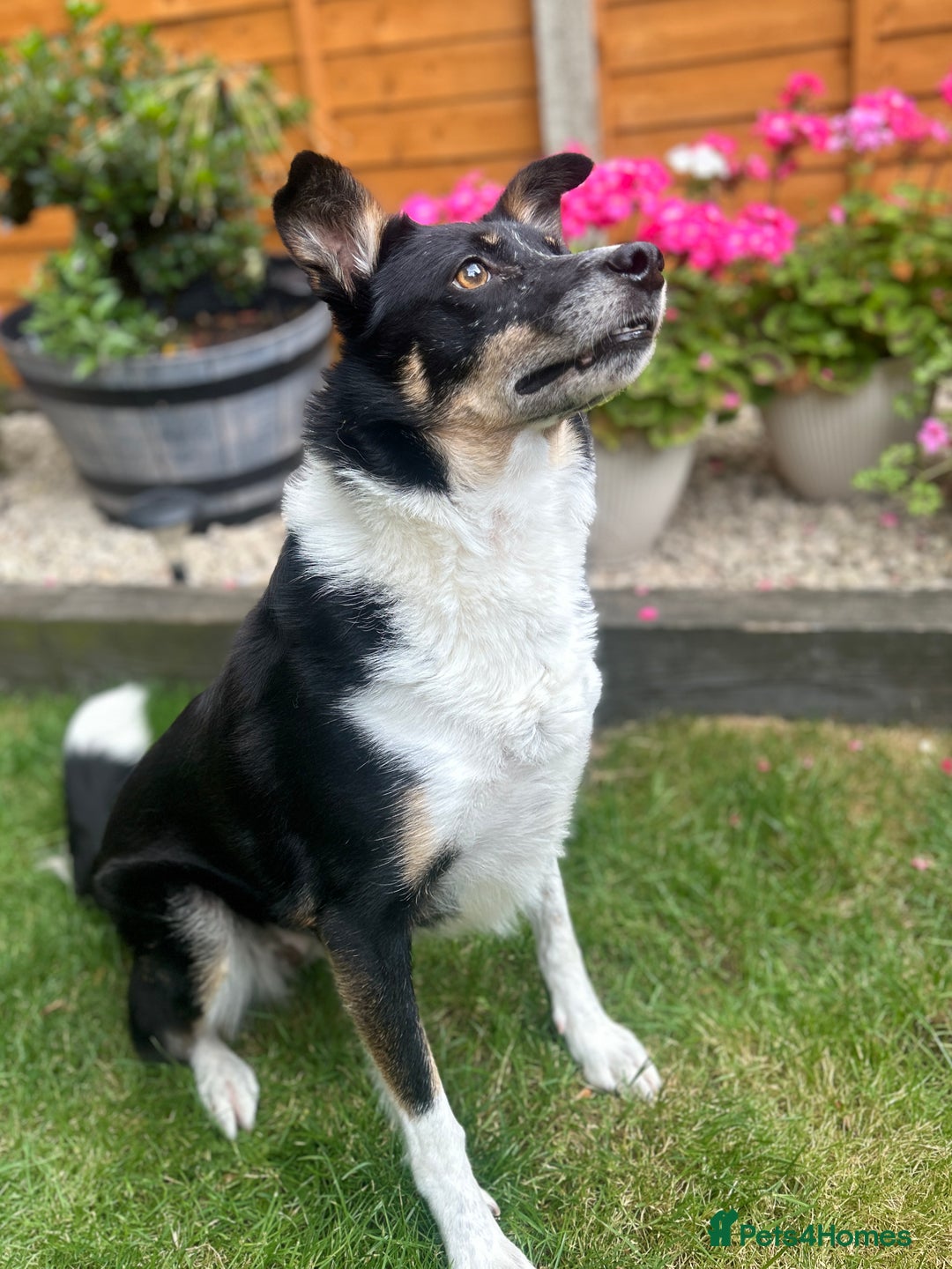 Border Collie dogs for sale: 🩷4 YEAR OLD BORDER COLLIE🩷 - Image 2
