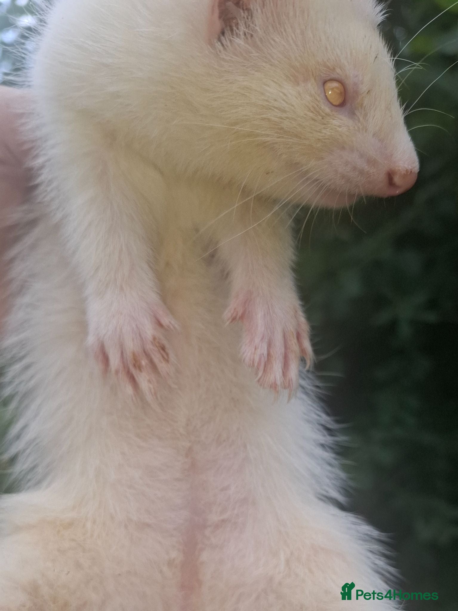 Ferret rodents Albino, Silver & Sable Ferrets -Discount for pairs - Advert 2