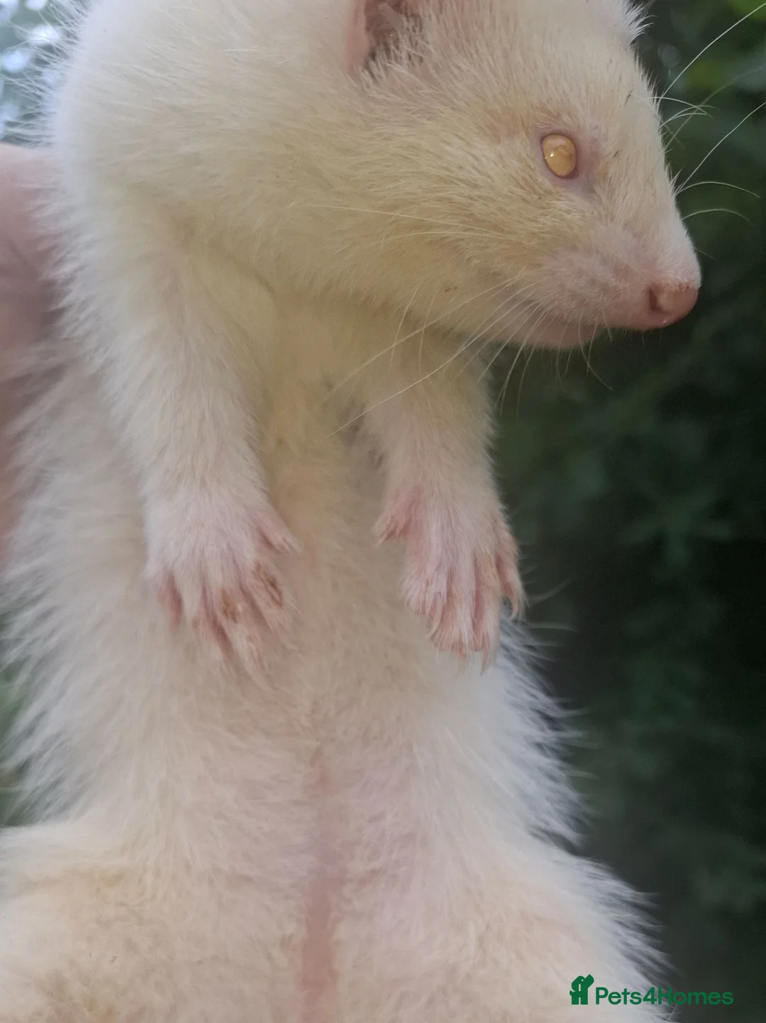 Ferret rodents for sale: 2 Albino Jills £50 - Advert 3