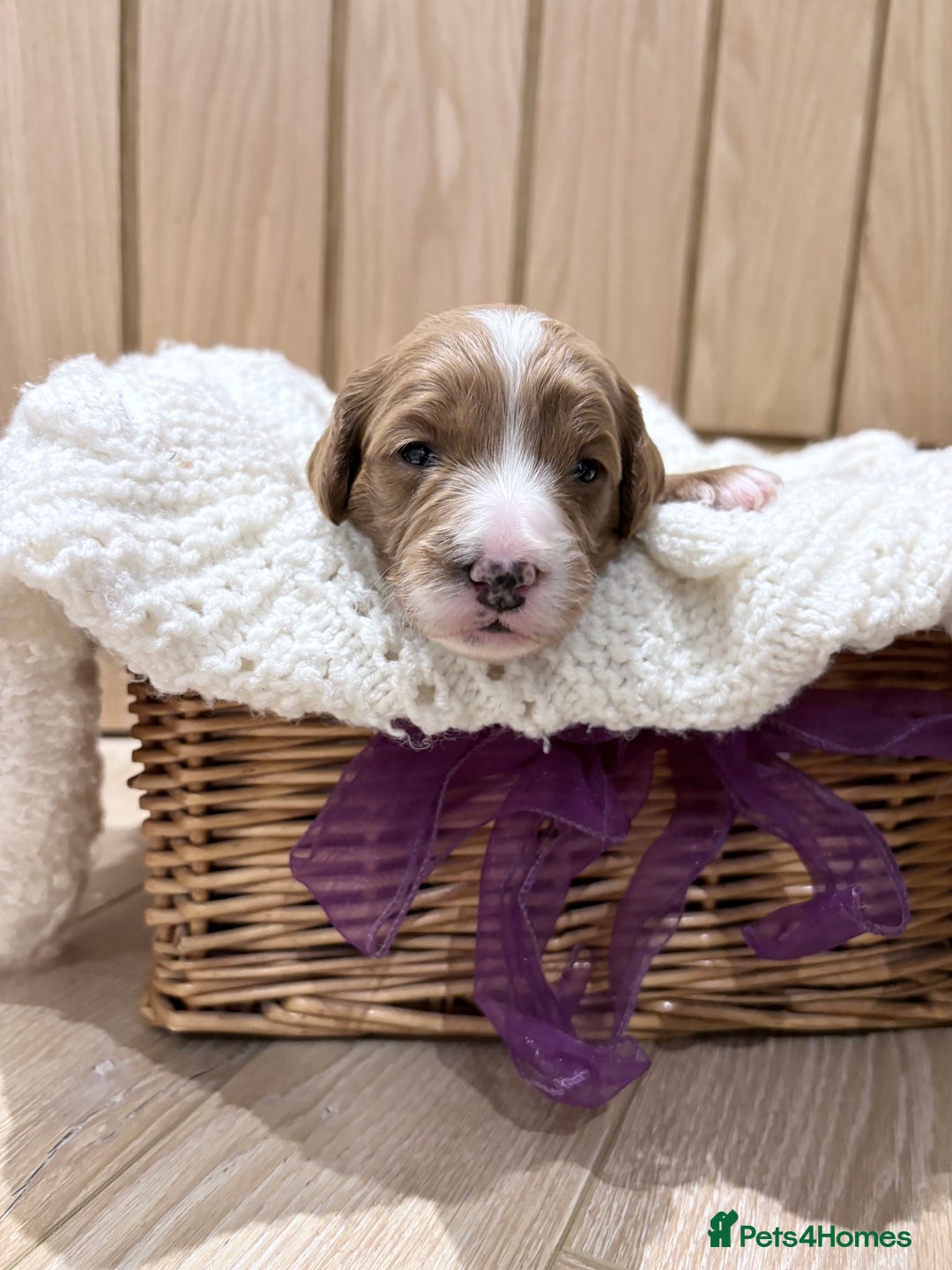 Cavapoo dogs for sale: Quality F1b Cavapoo Puppies. Raised in family home - Advert 2