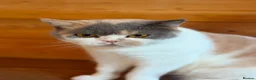 British Shorthair cats for sale: Ex breeding queen looking for a new home - Advert 3