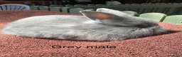 Mixed Breed rabbits for sale: Teddy Widder / Teddy Dwerg rabbits for sale  - Advert 16