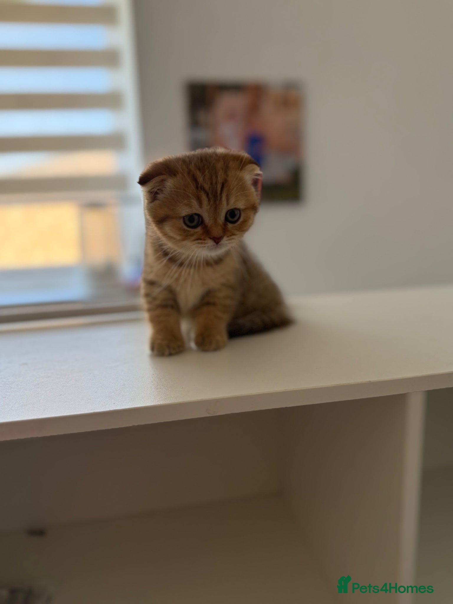 Scottish Fold cats Last 2 girls left ready to leave 🥰🥰 - Advert 2