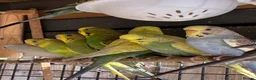 Budgerigars birds for sale: Aviary-bred Budgies’s  - Advert 8