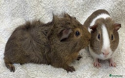 Guinea Pig rodents for sale: Gorgeous Guinea Pigs  - Image 5