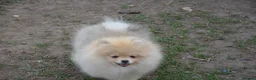 Pomeranian dogs for sale: Bentley – Beautiful Silver-Toned Pomeranian Boy 🐾 - Advert 2